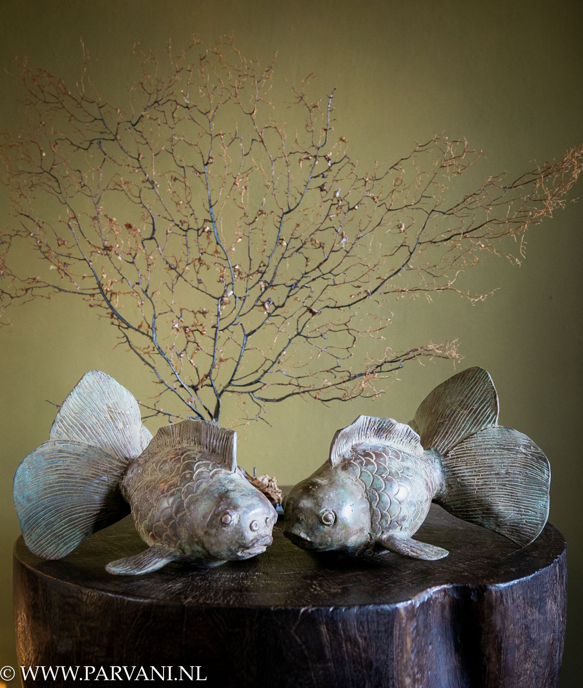 Bronzen goudvissen met sluierstaart uit Indonesië met zeegras waaier op donkere ronde boomstam tafel